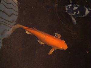 dscf0452.jpg